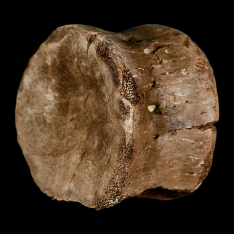 2.4" Plesiosaur Fossil Vertebra Cretaceous Dinosaur Era Ozan FM Fannin County Texas - Fossil Age Minerals