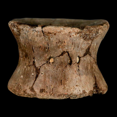 2.4" Plesiosaur Fossil Vertebra Cretaceous Dinosaur Era Ozan FM Fannin County Texas - Fossil Age Minerals