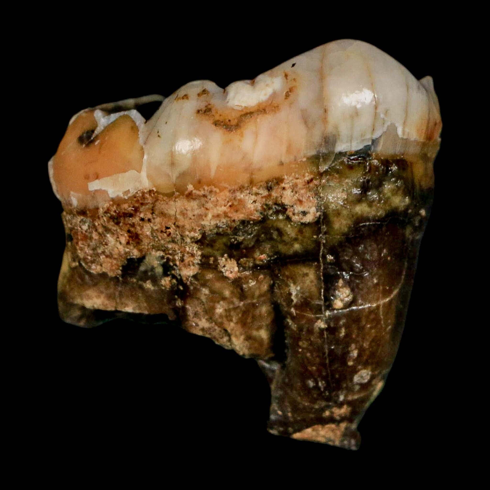 1.2" Extinct Cave Bear Ursus Spelaeus Pre-Molar Tooth Rooted Pleistocene Age COA - Fossil Age Minerals