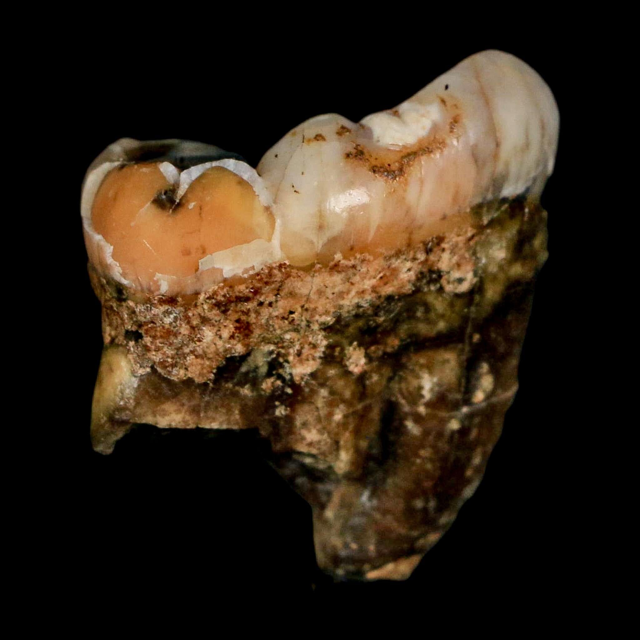 1.2" Extinct Cave Bear Ursus Spelaeus Pre-Molar Tooth Rooted Pleistocene Age COA - Fossil Age Minerals