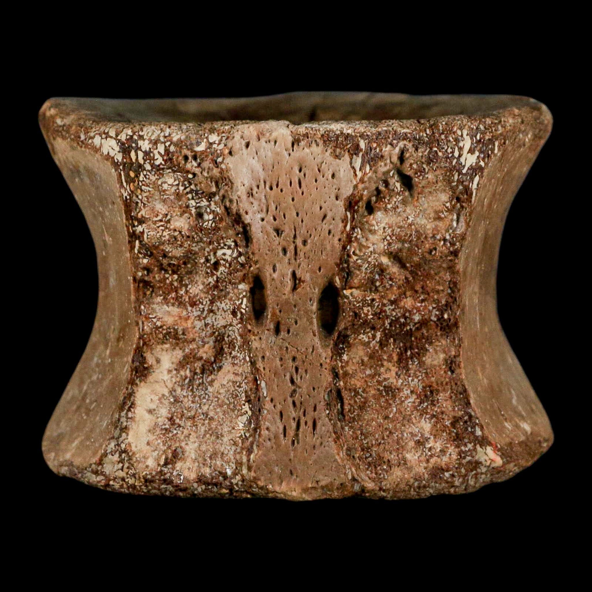 2.4" Plesiosaur Fossil Vertebra Cretaceous Dinosaur Era Ozan FM Fannin County Texas - Fossil Age Minerals