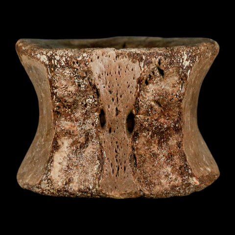 2.4" Plesiosaur Fossil Vertebra Cretaceous Dinosaur Era Ozan FM Fannin County Texas - Fossil Age Minerals