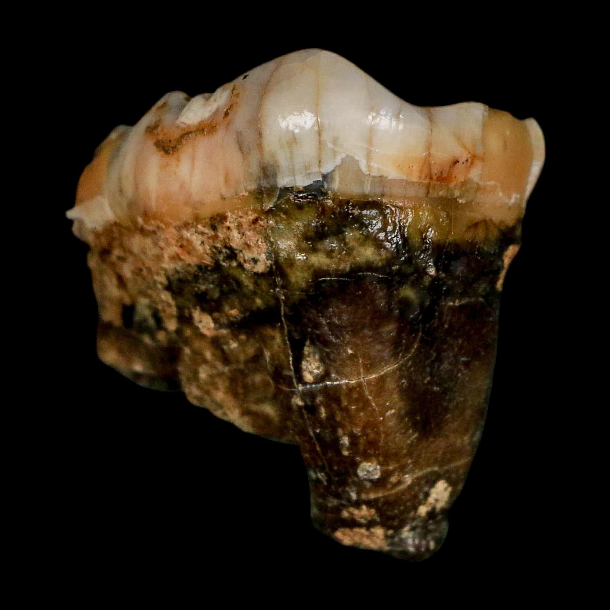 1.2" Extinct Cave Bear Ursus Spelaeus Pre-Molar Tooth Rooted Pleistocene Age COA - Fossil Age Minerals