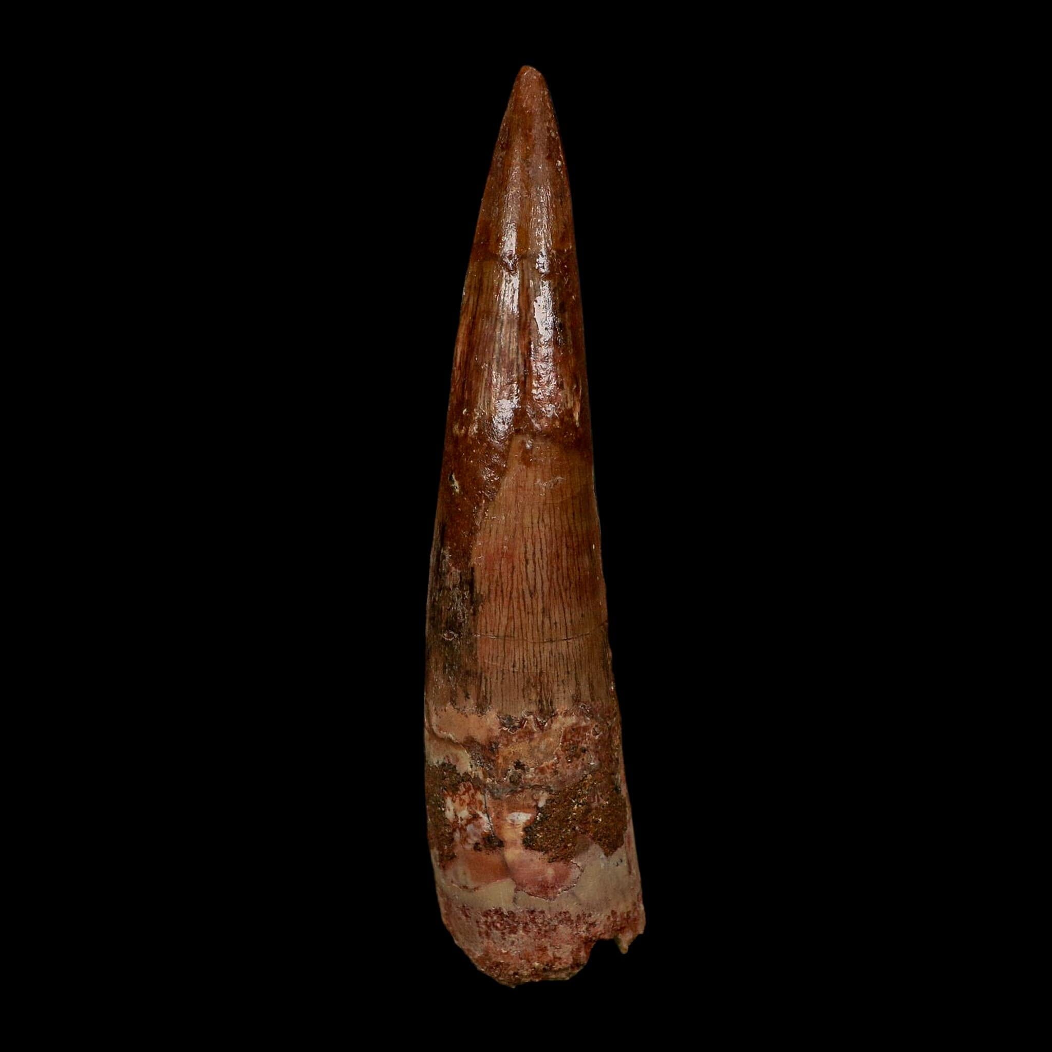 XL 3.9" Spinosaurus Fossil Tooth 100 Million Years Old Cretaceous Dinosaur COA