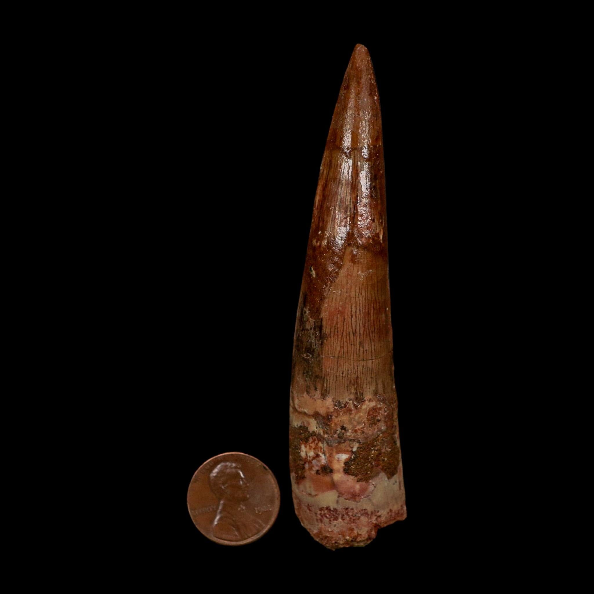 XL 3.9" Spinosaurus Fossil Tooth 100 Million Years Old Cretaceous Dinosaur COA