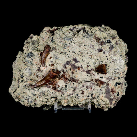 3 Three Phytosaur Fossil Teeth In Matrix Late Triassic Age Archosaur Chinle FM, AZ COA - Fossil Age Minerals