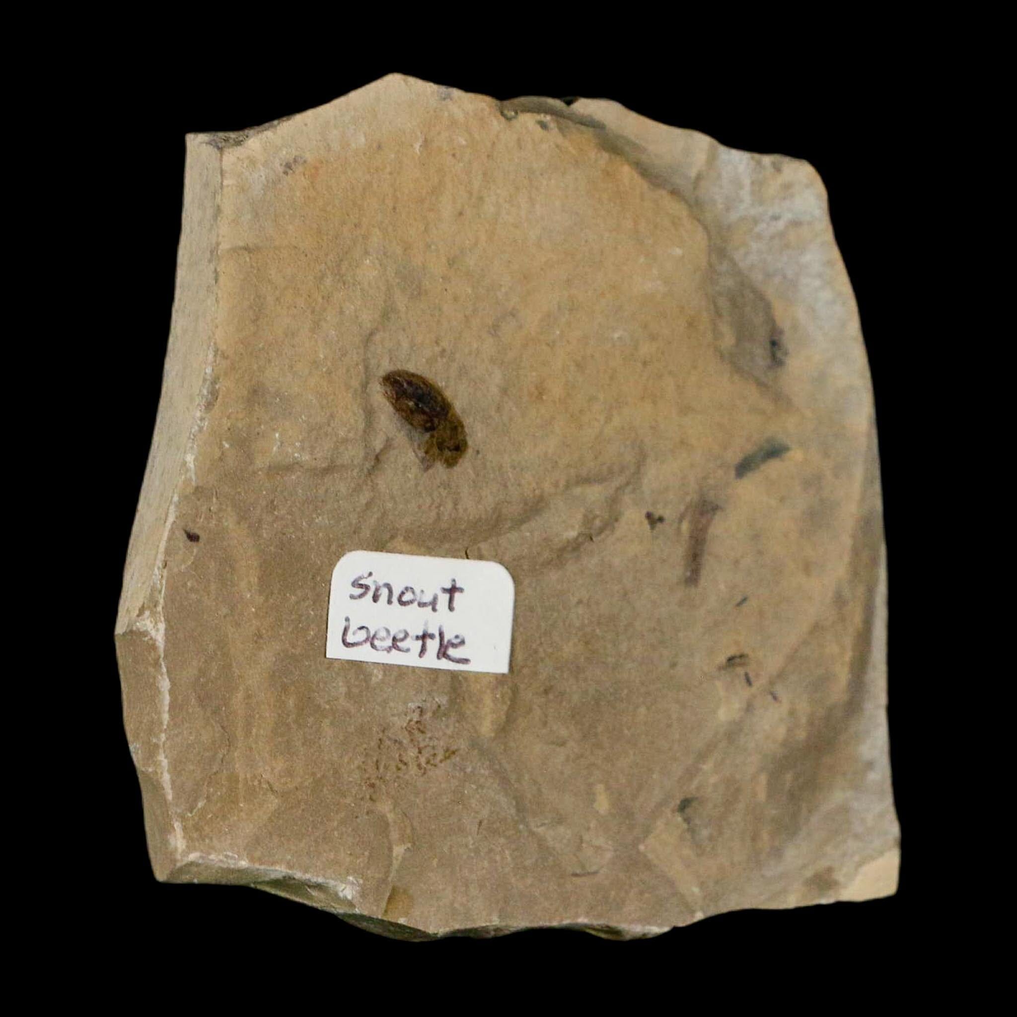 2.5" Fossil Snout Beetle Insect Green River Formation Uintah County Utah Eocene Age - Fossil Age Minerals