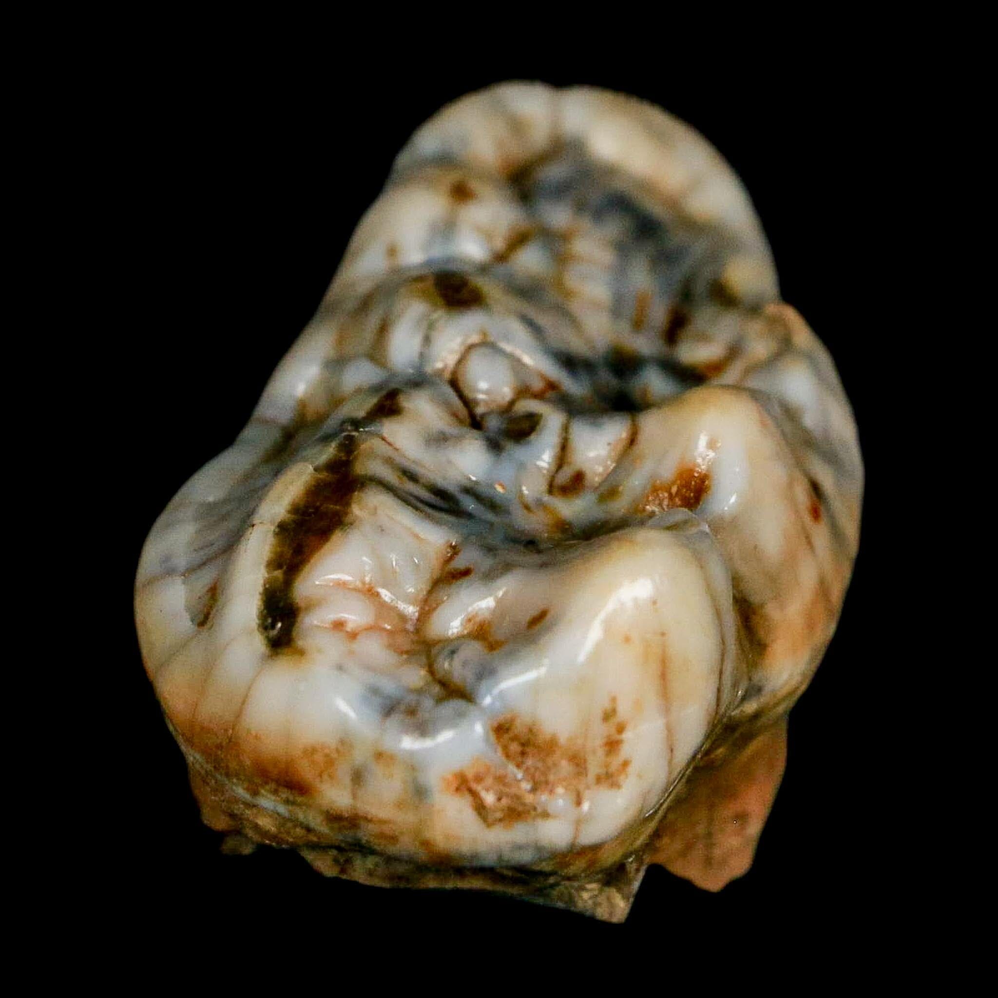 1.9" Extinct Cave Bear Ursus Spelaeus Molar Tooth Rooted Pleistocene Age COA - Fossil Age Minerals