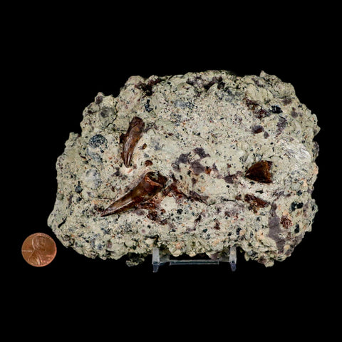 3 Three Phytosaur Fossil Teeth In Matrix Late Triassic Age Archosaur Chinle FM, AZ COA - Fossil Age Minerals