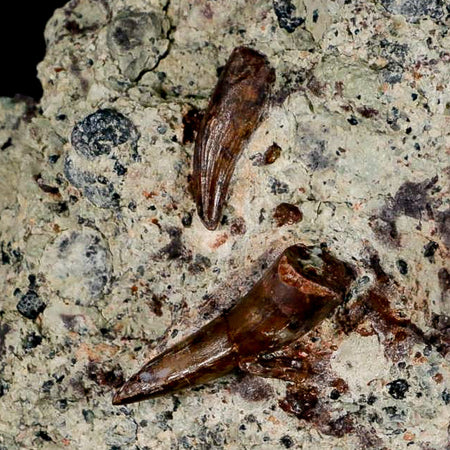 3 Three Phytosaur Fossil Teeth In Matrix Late Triassic Age Archosaur Chinle FM, AZ COA