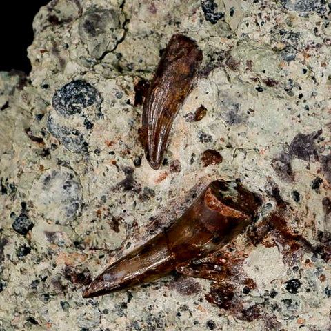 3 Three Phytosaur Fossil Teeth In Matrix Late Triassic Age Archosaur Chinle FM, AZ COA - Fossil Age Minerals