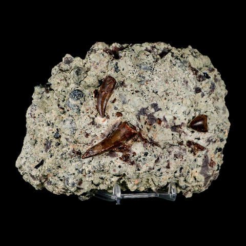 3 Three Phytosaur Fossil Teeth In Matrix Late Triassic Age Archosaur Chinle FM, AZ COA - Fossil Age Minerals