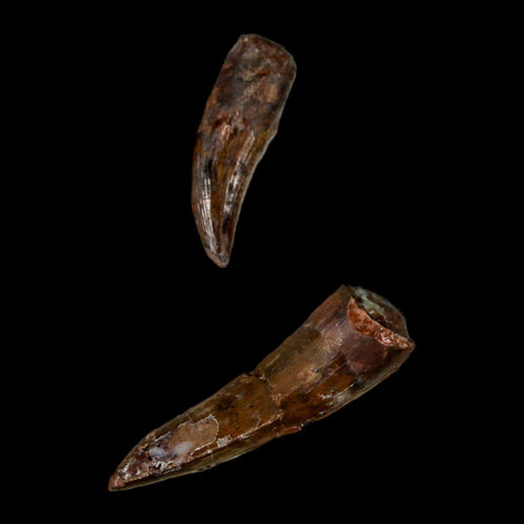 3 Three Phytosaur Fossil Teeth In Matrix Late Triassic Age Archosaur Chinle FM, AZ COA - Fossil Age Minerals