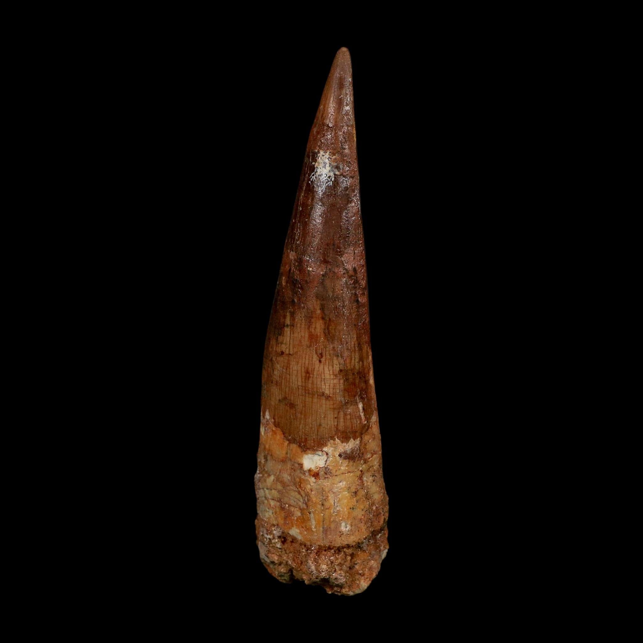 XL 4.3" Spinosaurus Fossil Tooth 100 Million Years Old Cretaceous Dinosaur COA