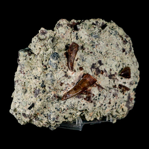 3 Three Phytosaur Fossil Teeth In Matrix Late Triassic Age Archosaur Chinle FM, AZ COA - Fossil Age Minerals