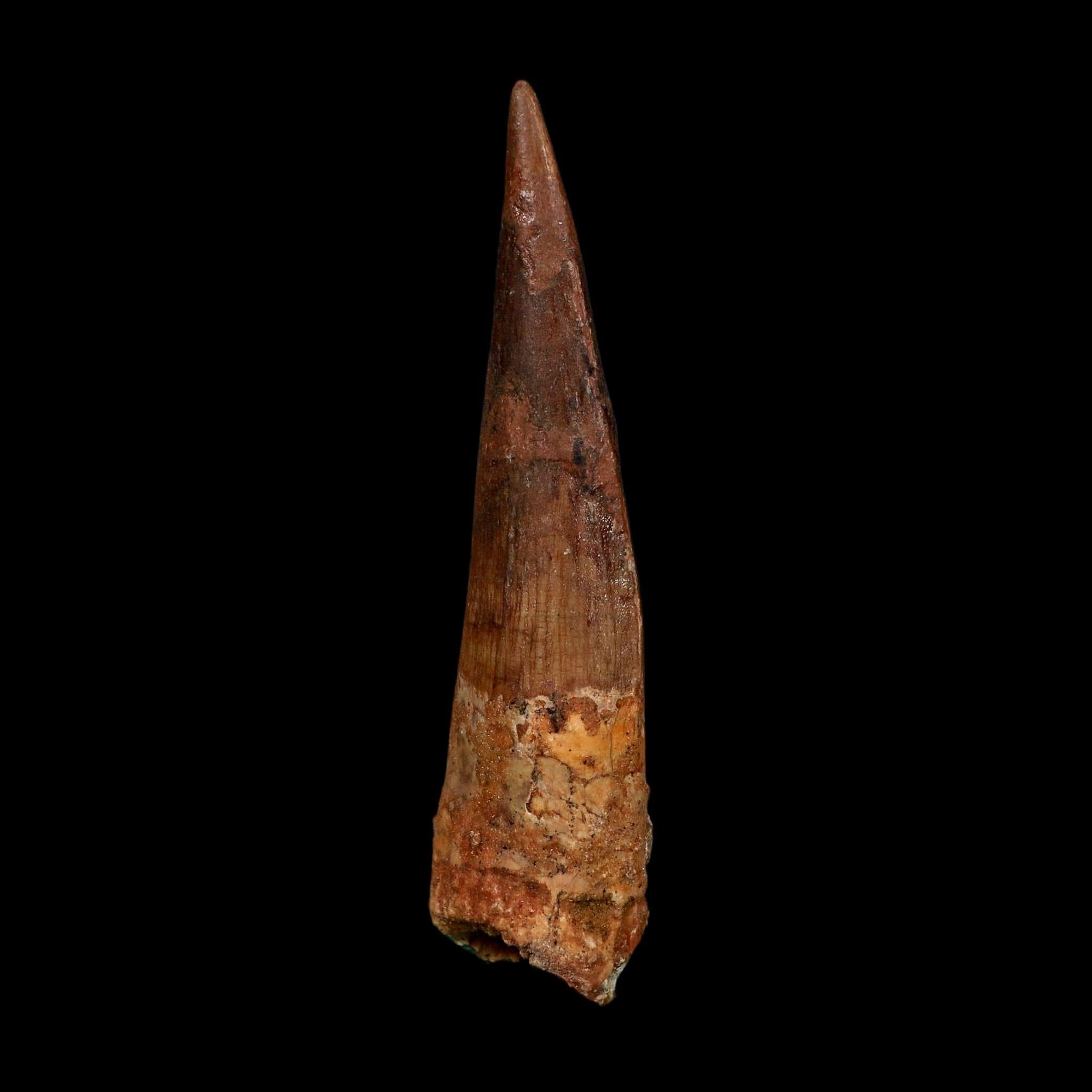 XL 4.3" Spinosaurus Fossil Tooth 100 Million Years Old Cretaceous Dinosaur COA