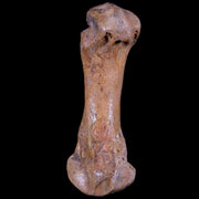 2.8" Extinct Cave Bear Ursus Spelaeus Hand Paw Bone Pleistocene Age Romania COA