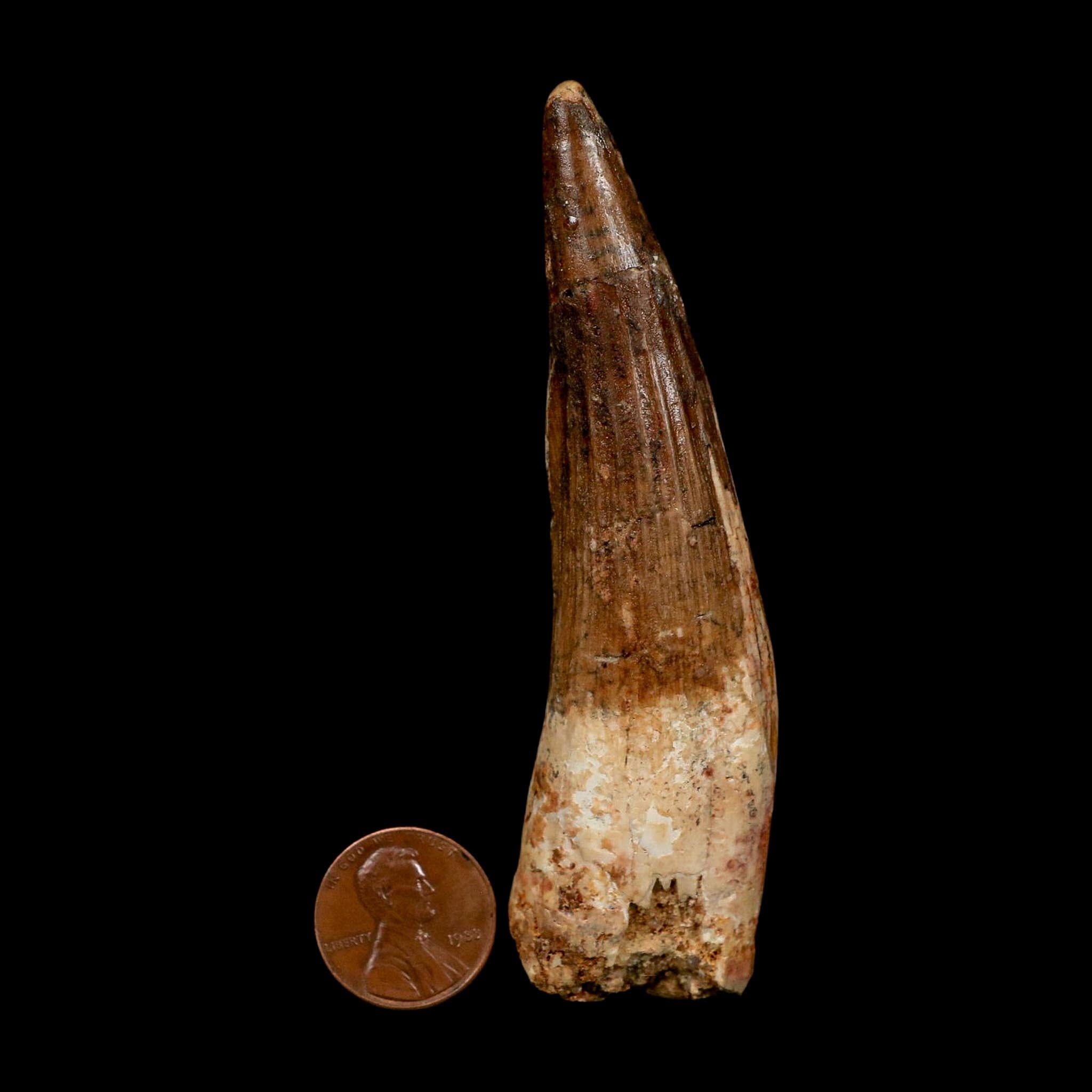 XL 3.6" Spinosaurus Fossil Tooth 100 Million Years Old Cretaceous Dinosaur COA