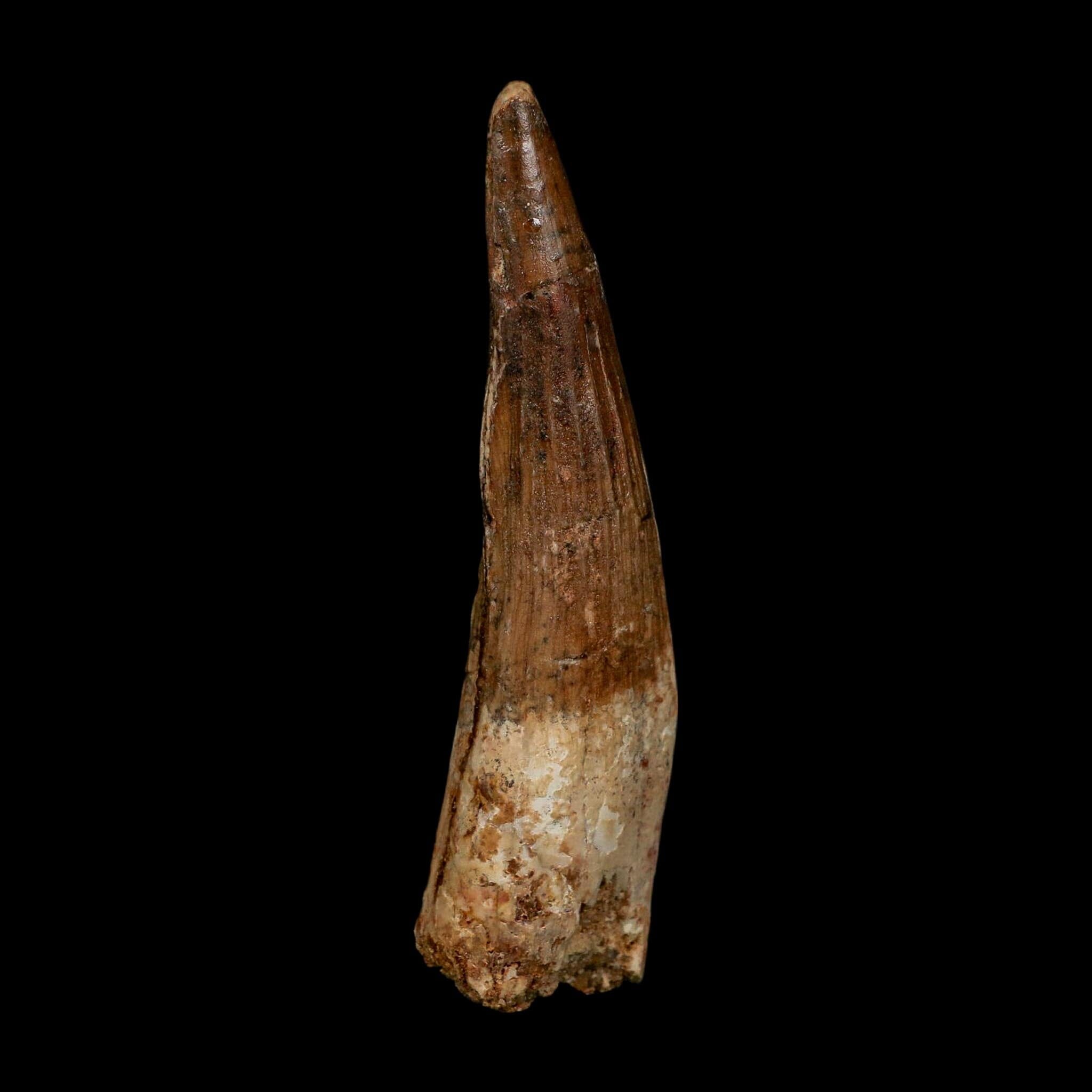 XL 3.6" Spinosaurus Fossil Tooth 100 Million Years Old Cretaceous Dinosaur COA
