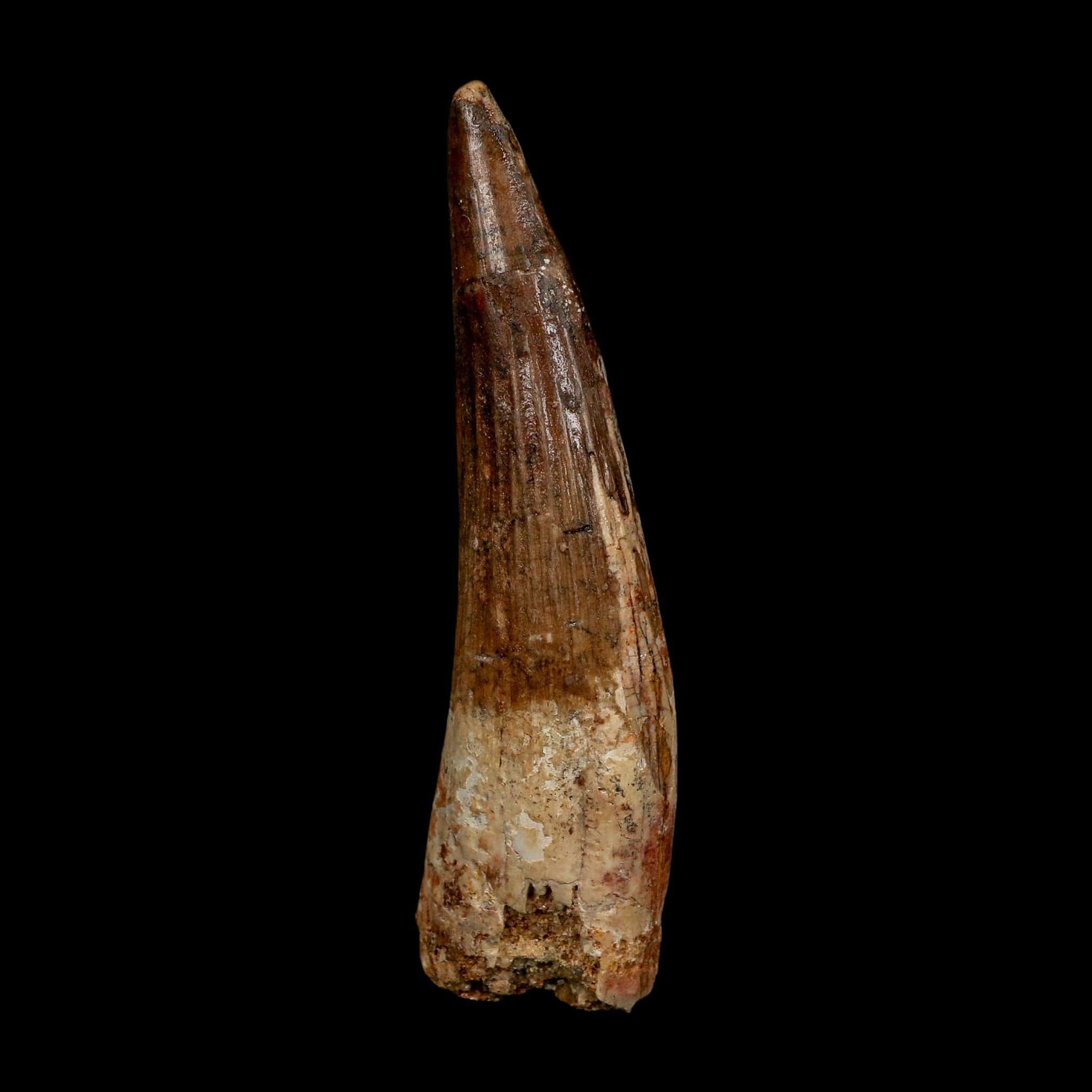 XL 3.6" Spinosaurus Fossil Tooth 100 Million Years Old Cretaceous Dinosaur COA
