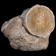 44MM Otodus Obliquus Shark Vertebrae Fossil Bone In Matrix Morocco COA