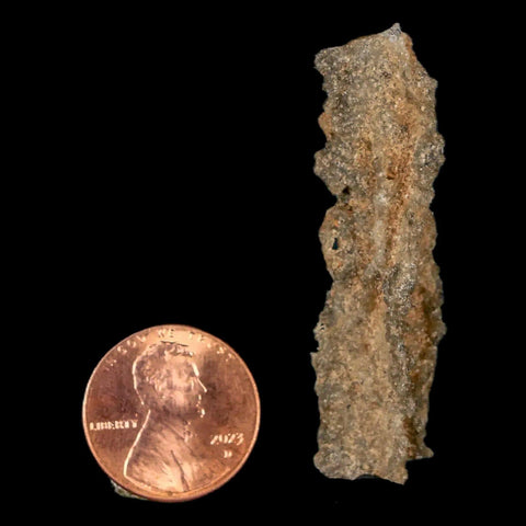 2" Fulgurite Petrified Lightning Strike Glass Sahara Desert Algeria - Fossil Age Minerals