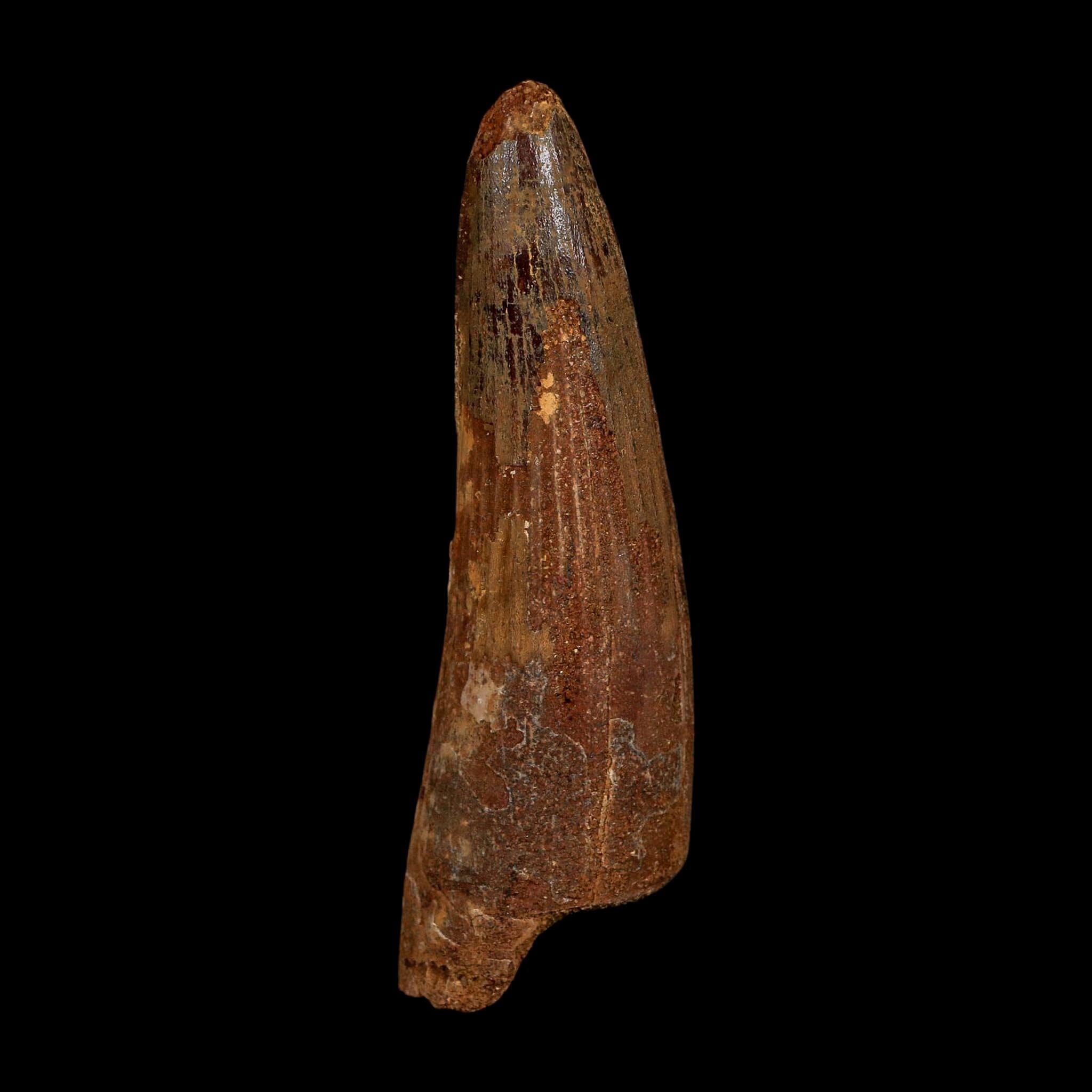 XL 3.8" Spinosaurus Fossil Tooth 100 Million Years Old Cretaceous Dinosaur COA