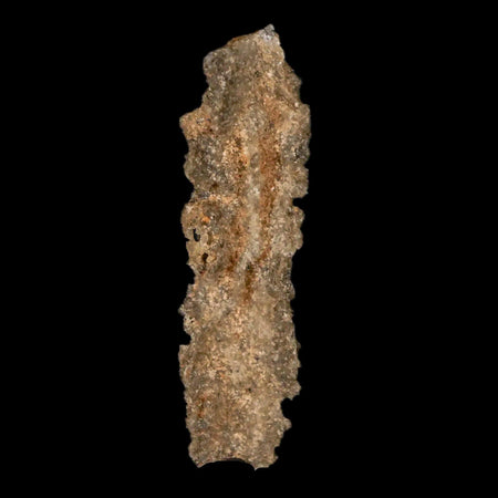 2" Fulgurite Petrified Lightning Strike Glass Sahara Desert Algeria