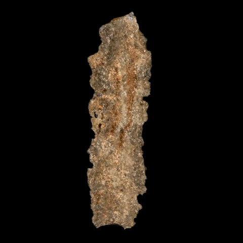 2" Fulgurite Petrified Lightning Strike Glass Sahara Desert Algeria - Fossil Age Minerals