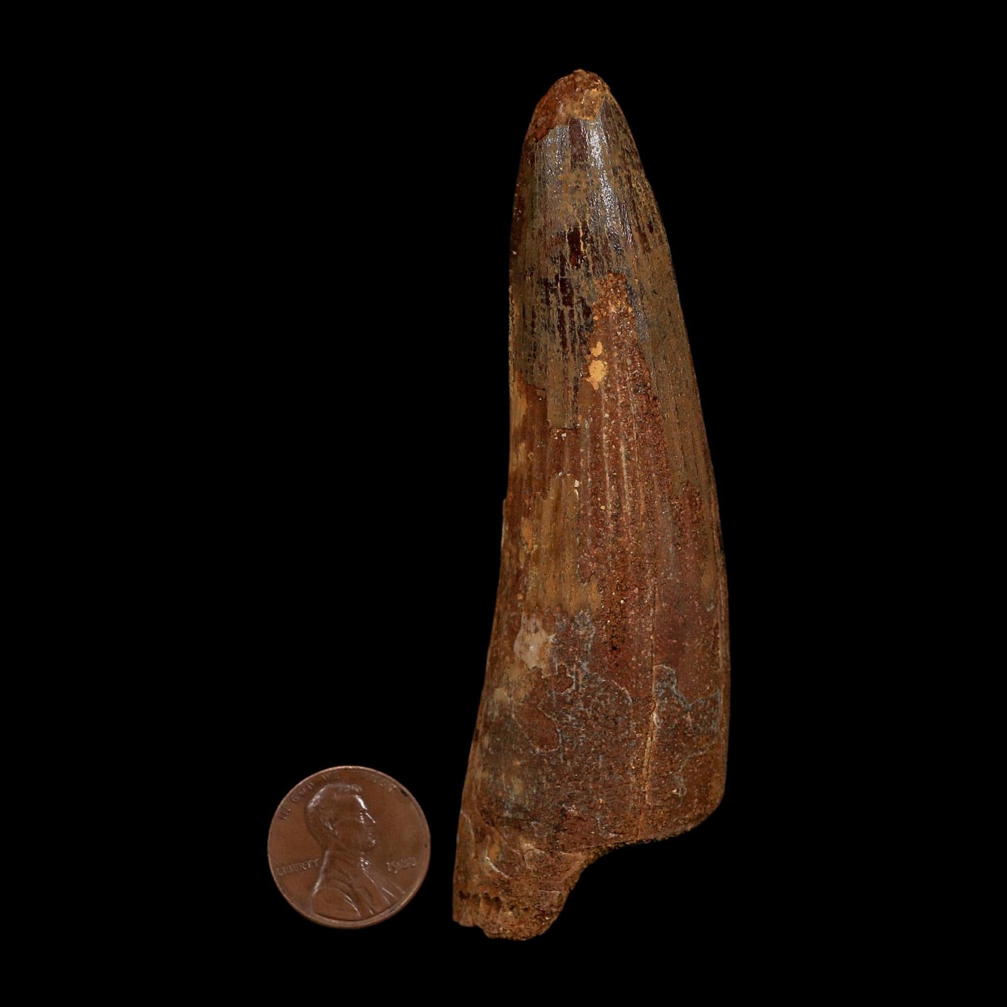 XL 3.8" Spinosaurus Fossil Tooth 100 Million Years Old Cretaceous Dinosaur COA