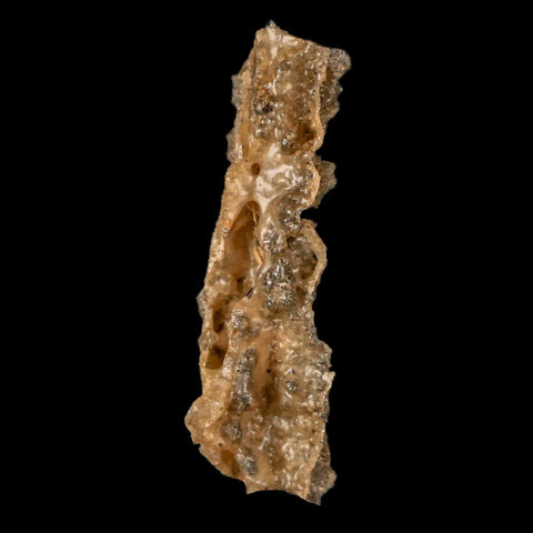 2" Fulgurite Petrified Lightning Strike Glass Sahara Desert Algeria - Fossil Age Minerals