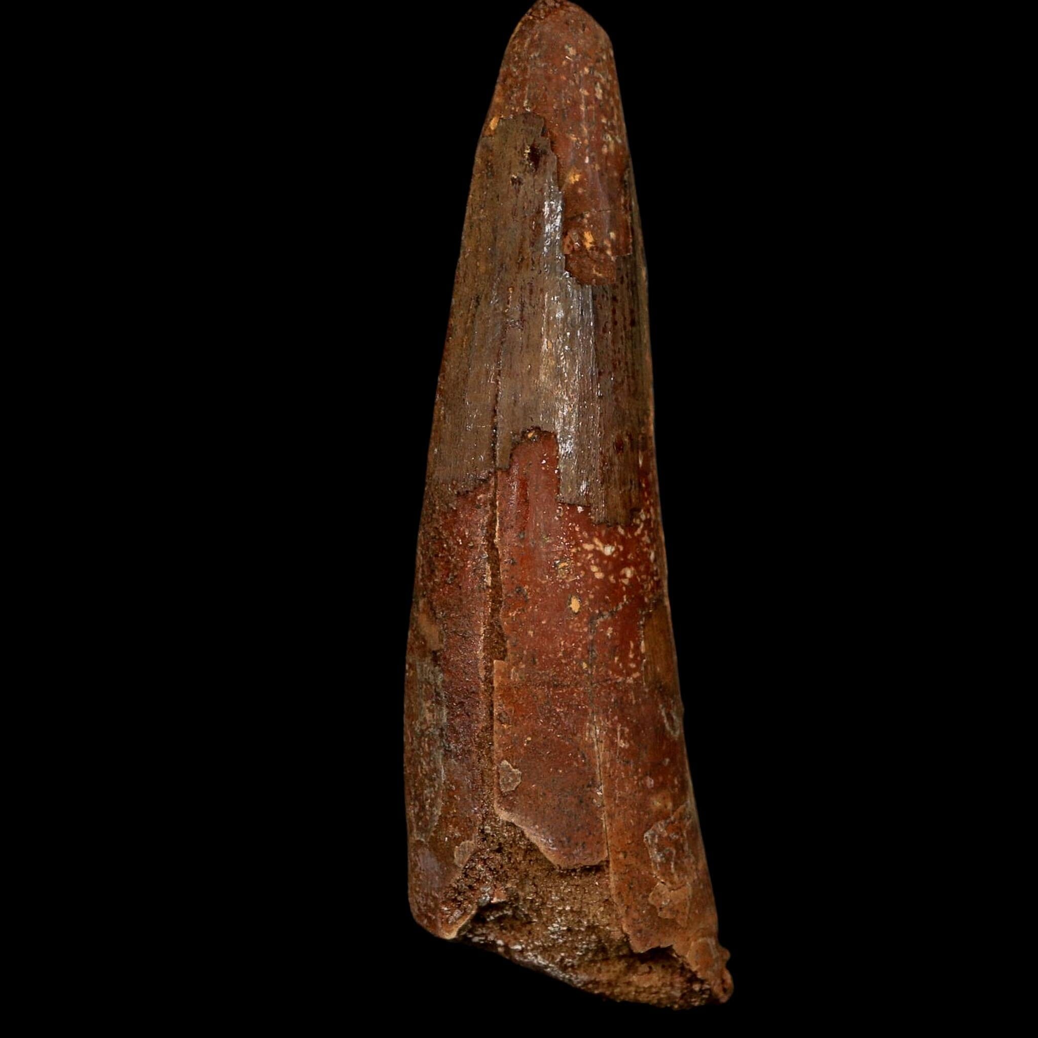 XL 3.8" Spinosaurus Fossil Tooth 100 Million Years Old Cretaceous Dinosaur COA