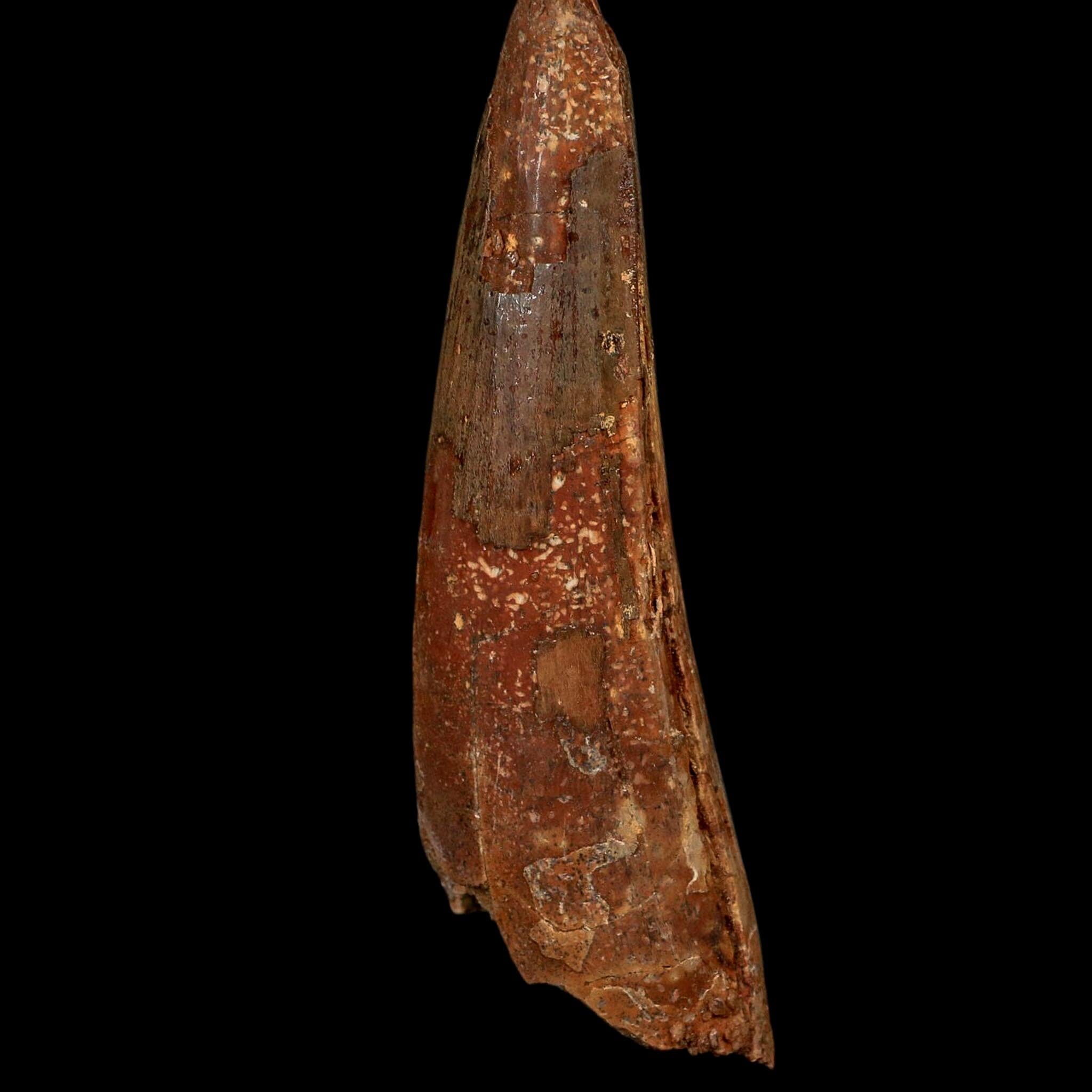 XL 3.8" Spinosaurus Fossil Tooth 100 Million Years Old Cretaceous Dinosaur COA