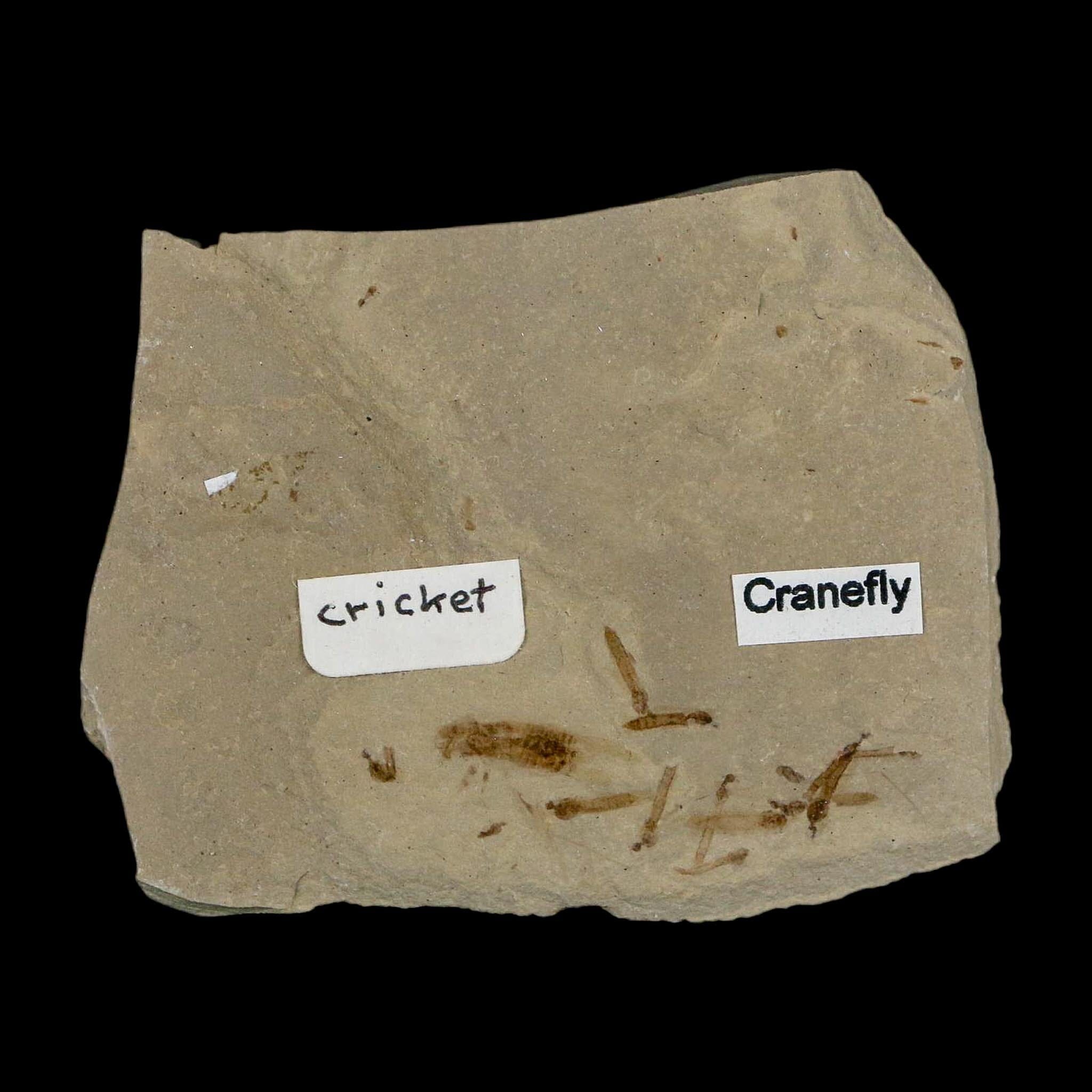 Fossil Cricket And Crane Flies Insect Green River FM Uintah County UT Eocene Age - Fossil Age Minerals