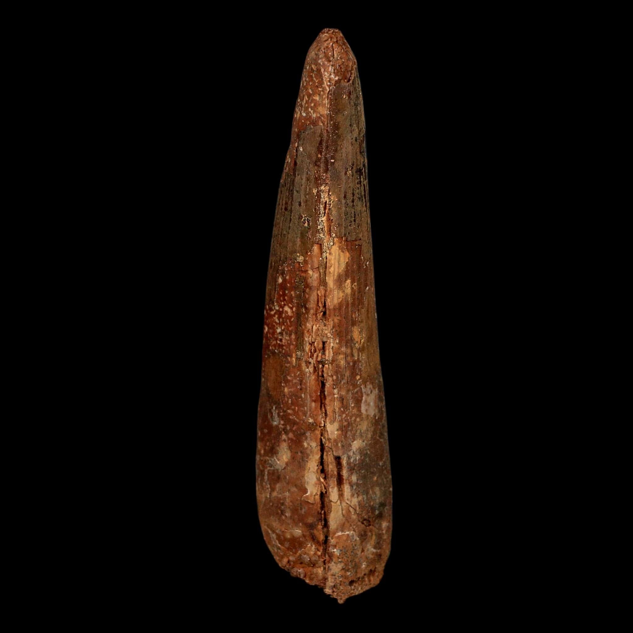 XL 3.8" Spinosaurus Fossil Tooth 100 Million Years Old Cretaceous Dinosaur COA