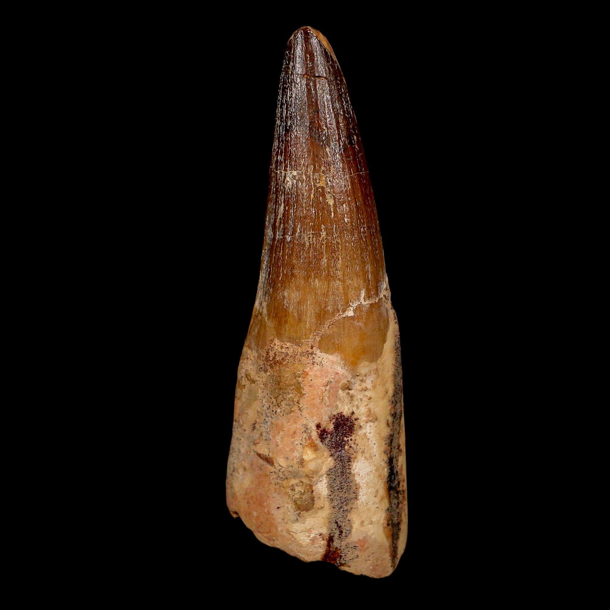 XL 3.7" Spinosaurus Fossil Tooth 100 Million Years Old Cretaceous Dinosaur COA