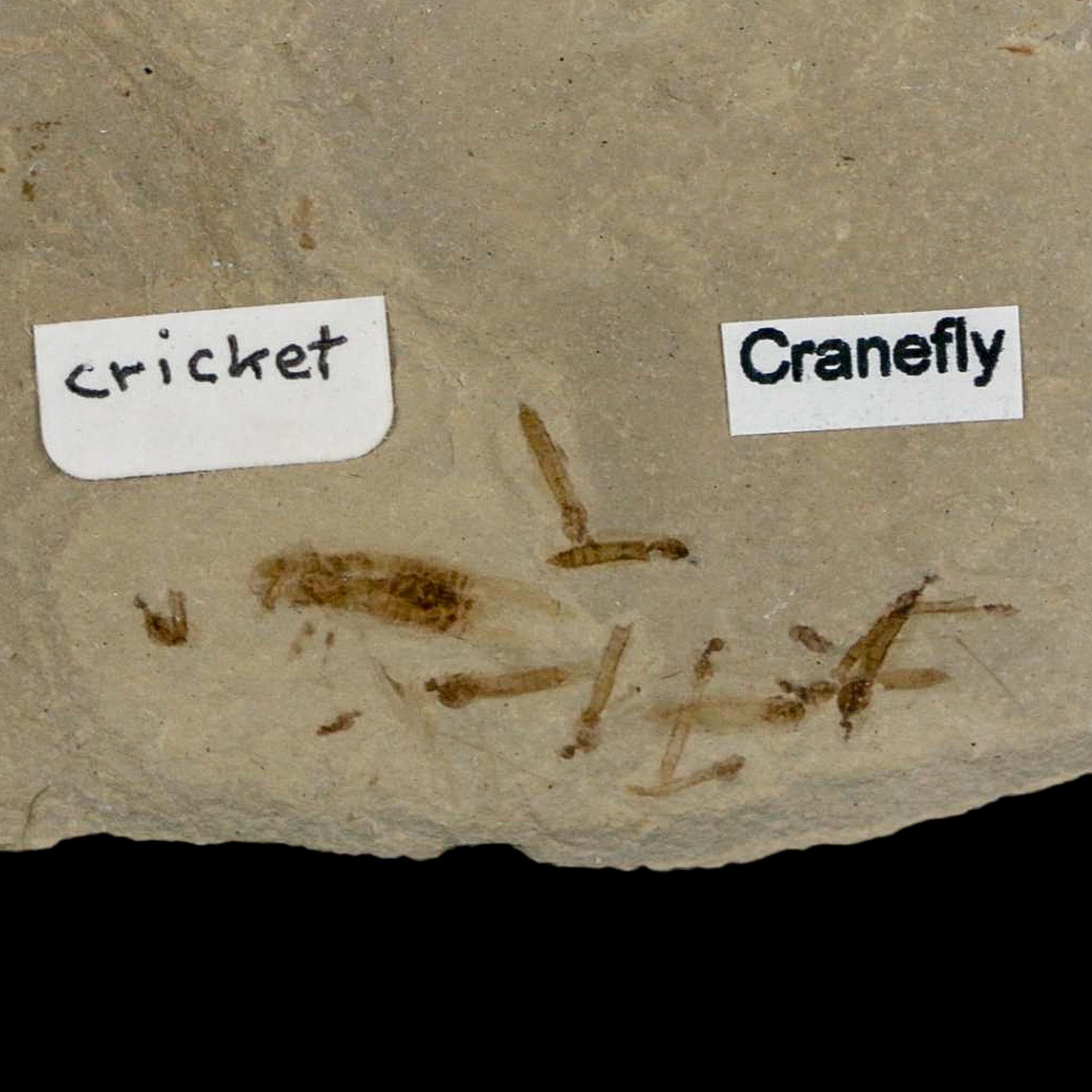 Fossil Cricket And Crane Flies Insect Green River FM Uintah County UT Eocene Age - Fossil Age Minerals