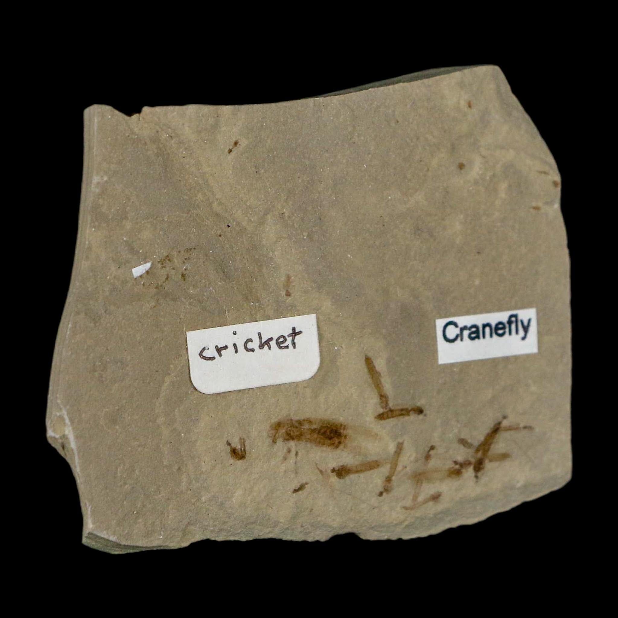 Fossil Cricket And Crane Flies Insect Green River FM Uintah County UT Eocene Age - Fossil Age Minerals
