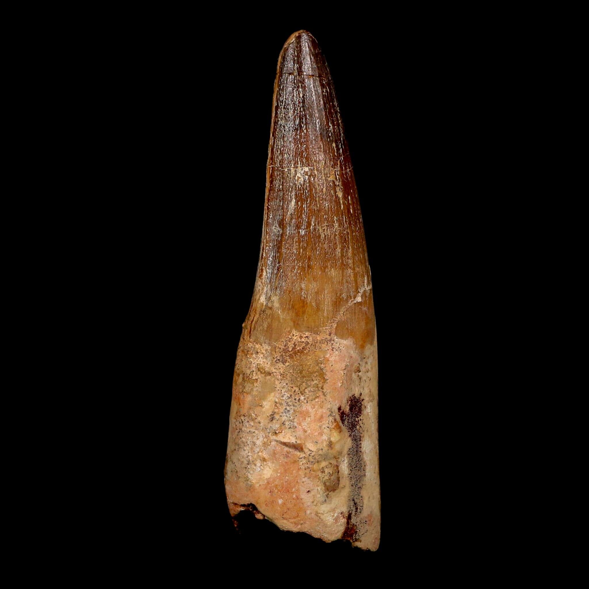 XL 3.7" Spinosaurus Fossil Tooth 100 Million Years Old Cretaceous Dinosaur COA