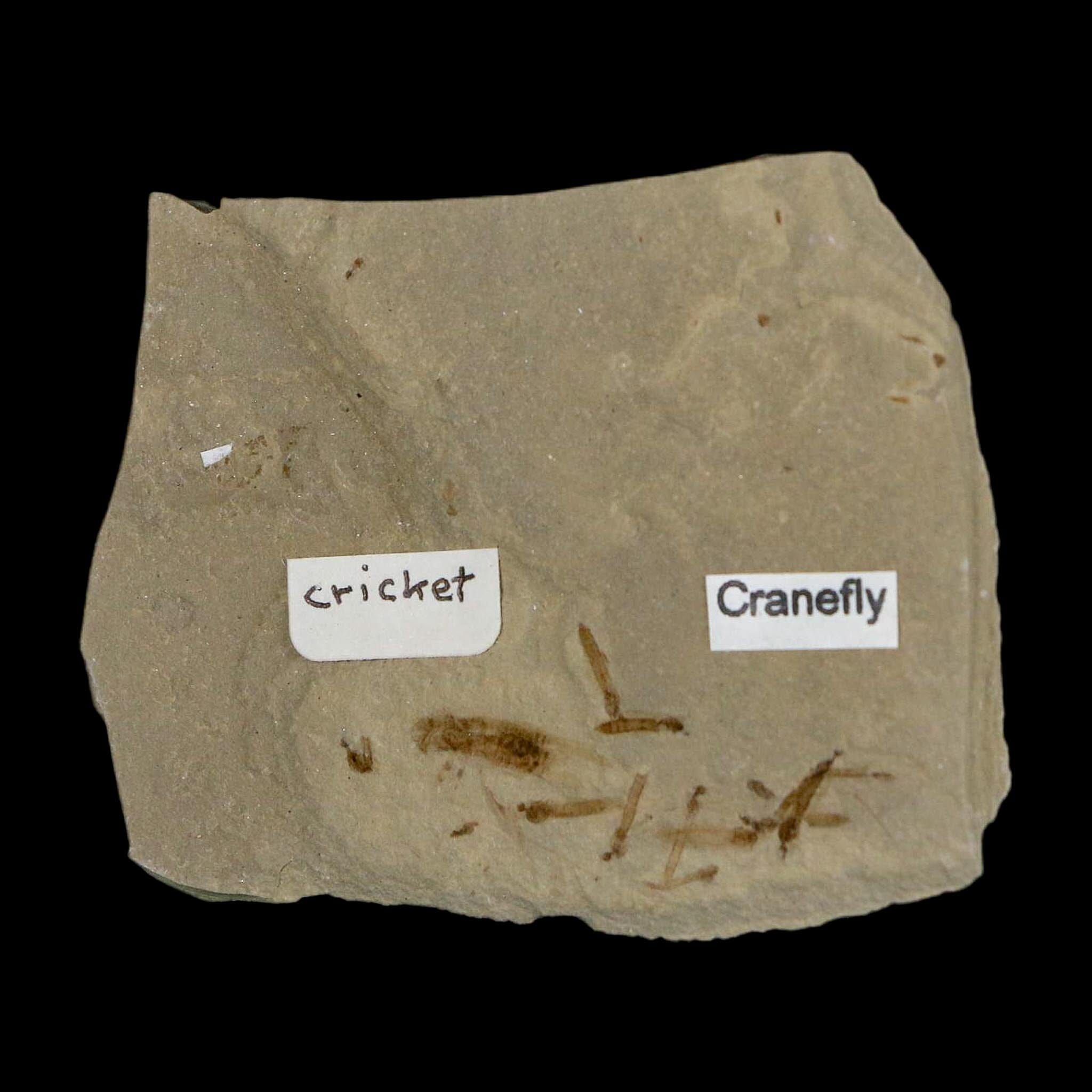 Fossil Cricket And Crane Flies Insect Green River FM Uintah County UT Eocene Age - Fossil Age Minerals