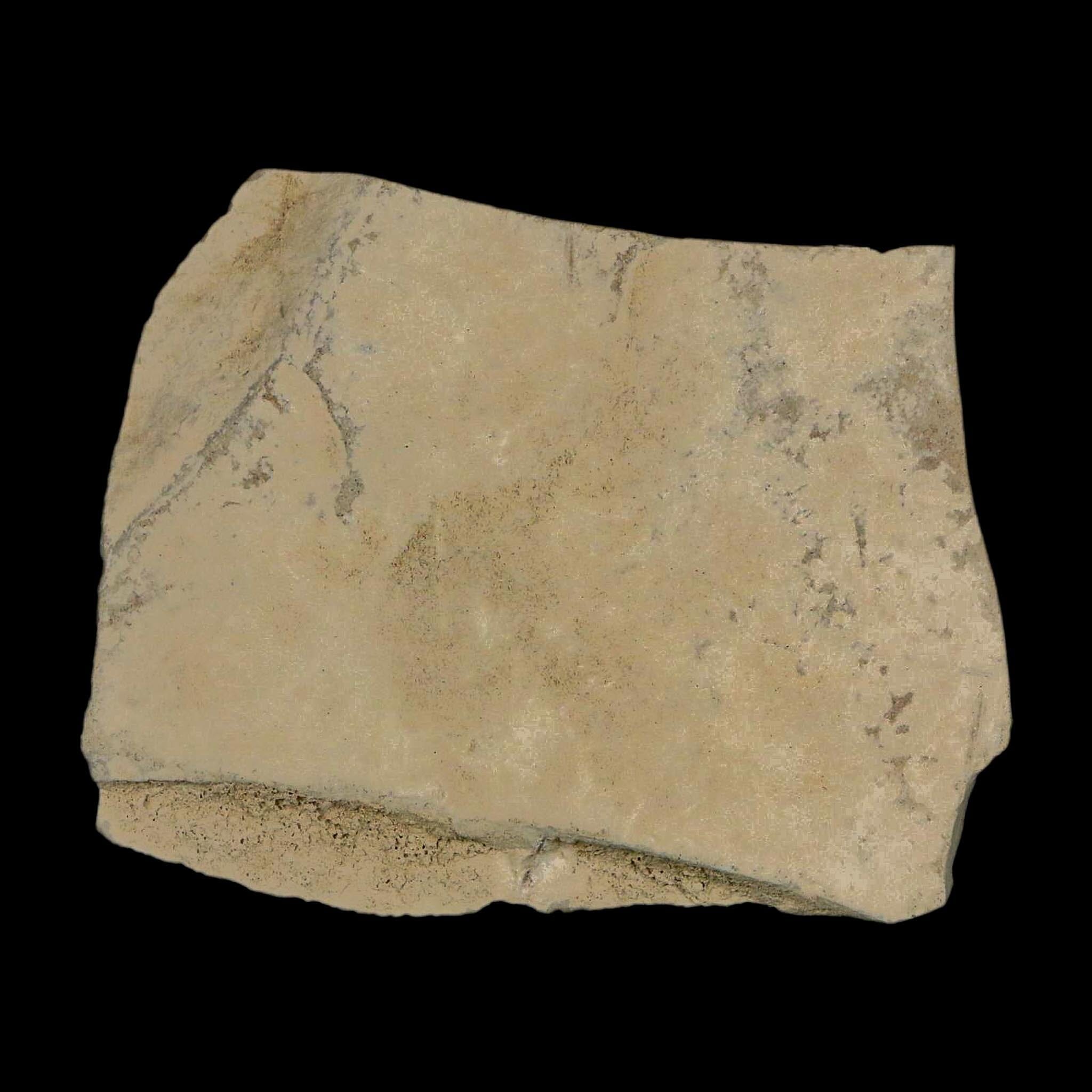 Fossil Cricket And Crane Flies Insect Green River FM Uintah County UT Eocene Age - Fossil Age Minerals