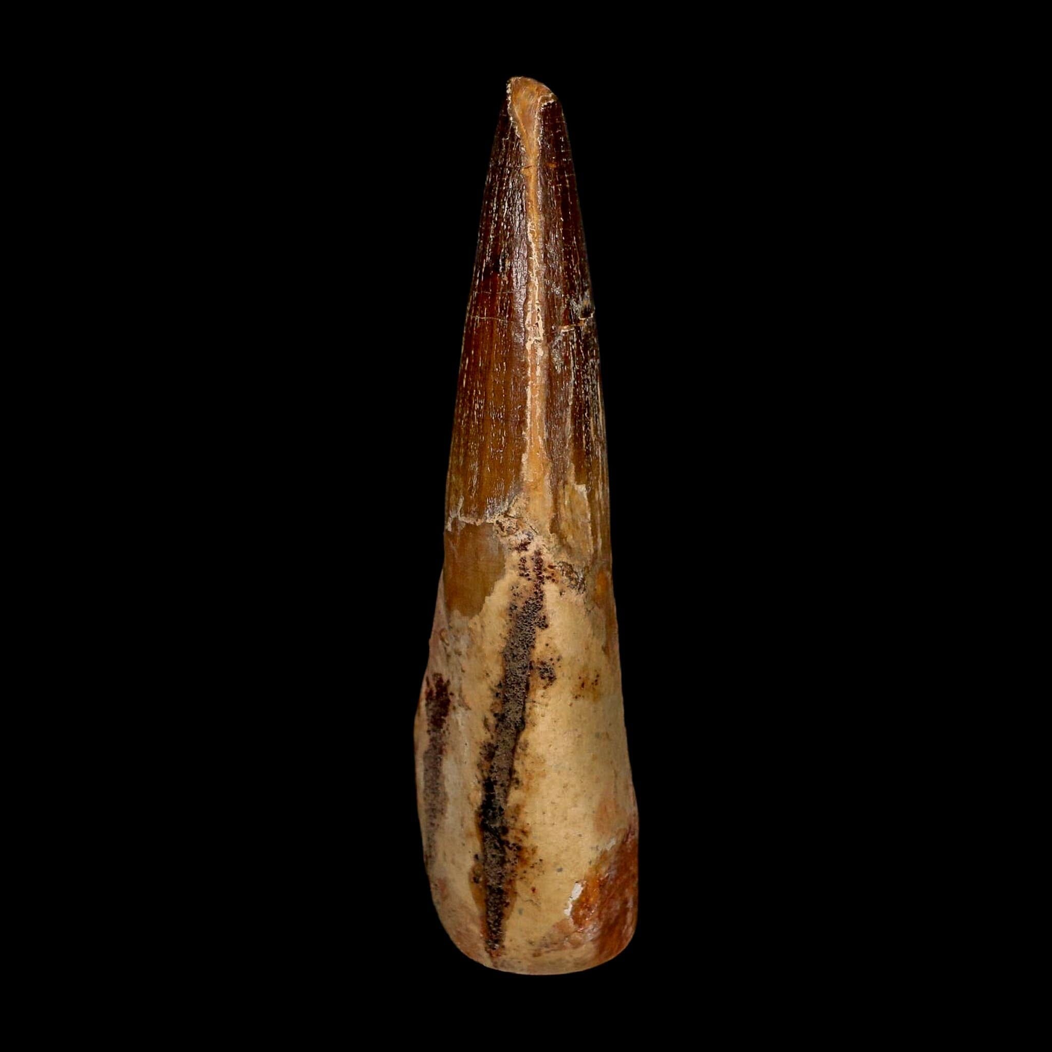 XL 3.7" Spinosaurus Fossil Tooth 100 Million Years Old Cretaceous Dinosaur COA