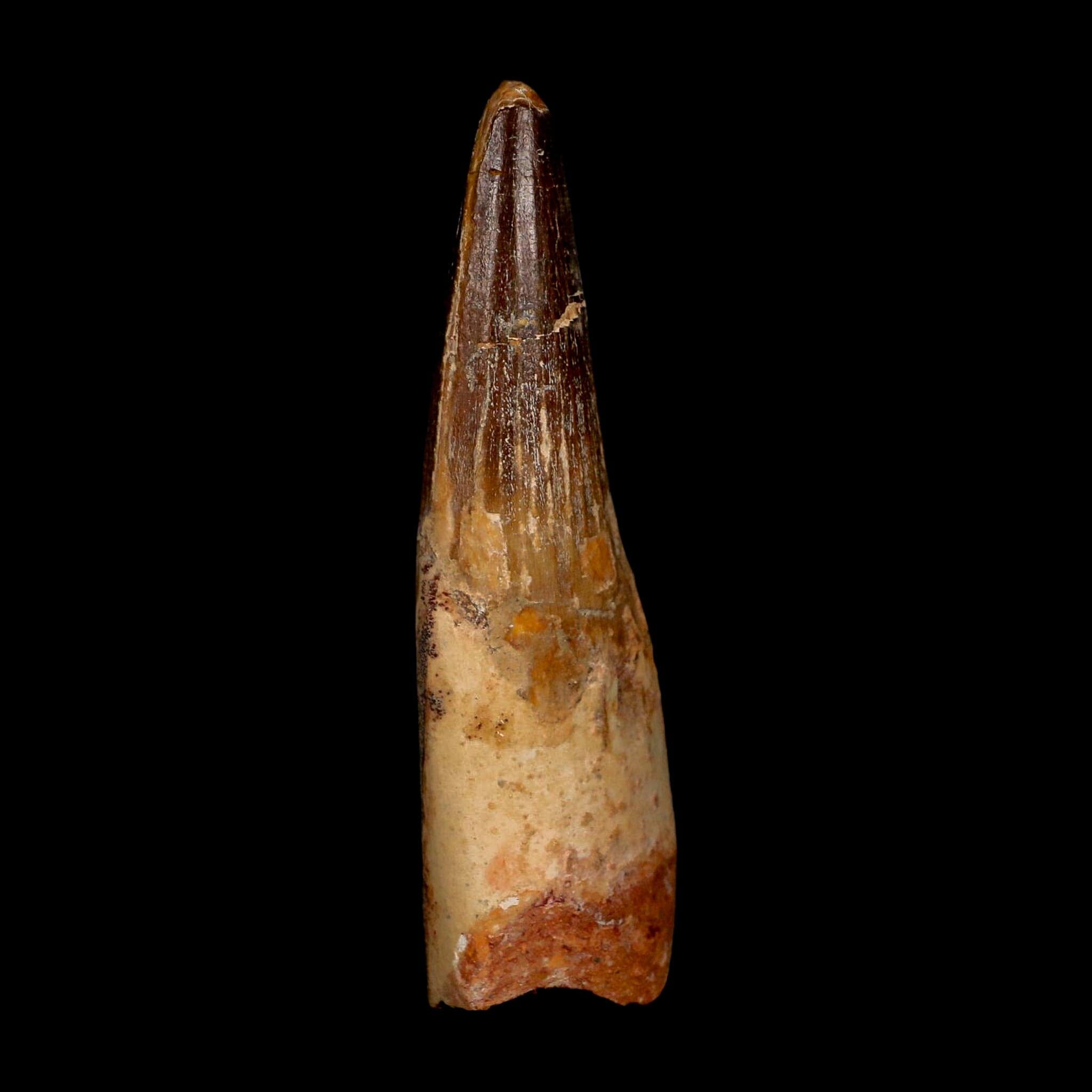 XL 3.7" Spinosaurus Fossil Tooth 100 Million Years Old Cretaceous Dinosaur COA