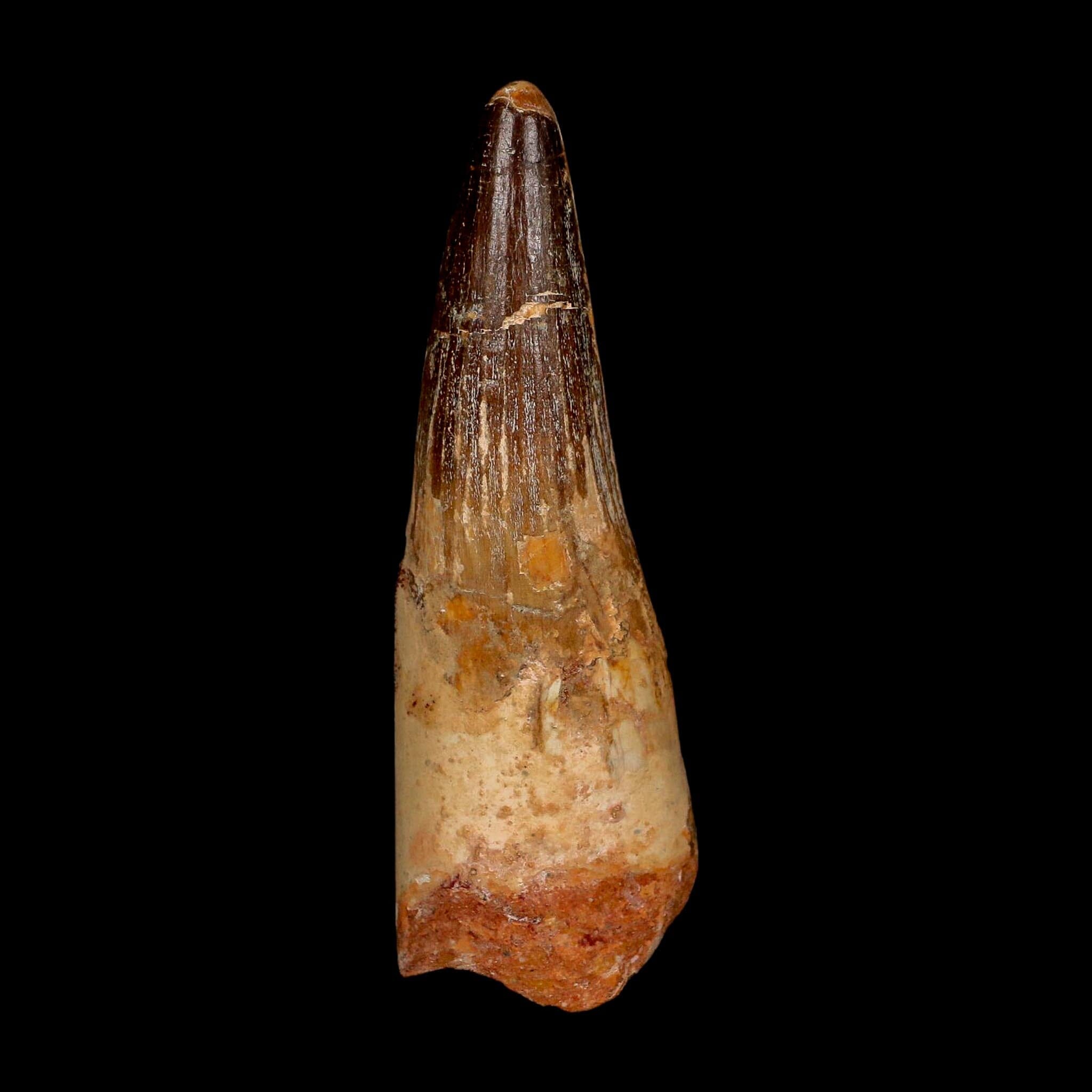 XL 3.7" Spinosaurus Fossil Tooth 100 Million Years Old Cretaceous Dinosaur COA