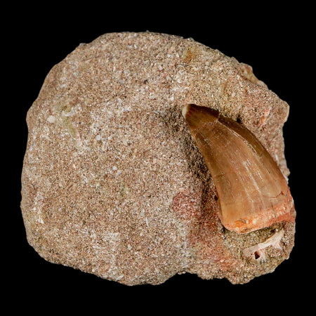 1.2" Mosasaur Baugei Fossil Tooth In Matrix Late Cretaceous Dinosaur Era COA