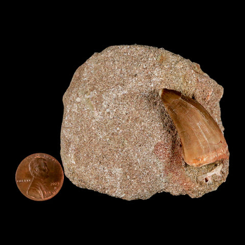 1.2" Mosasaur Baugei Fossil Tooth In Matrix Late Cretaceous Dinosaur Era COA - Fossil Age Minerals