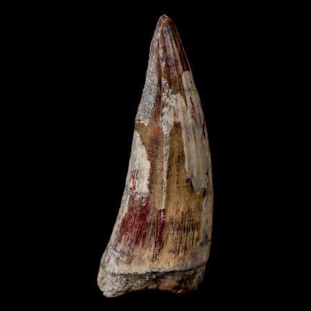 2.1" Suchomimus Fossil Tooth Cretaceous Spinosaurid Dinosaur Elraz FM Niger COA
