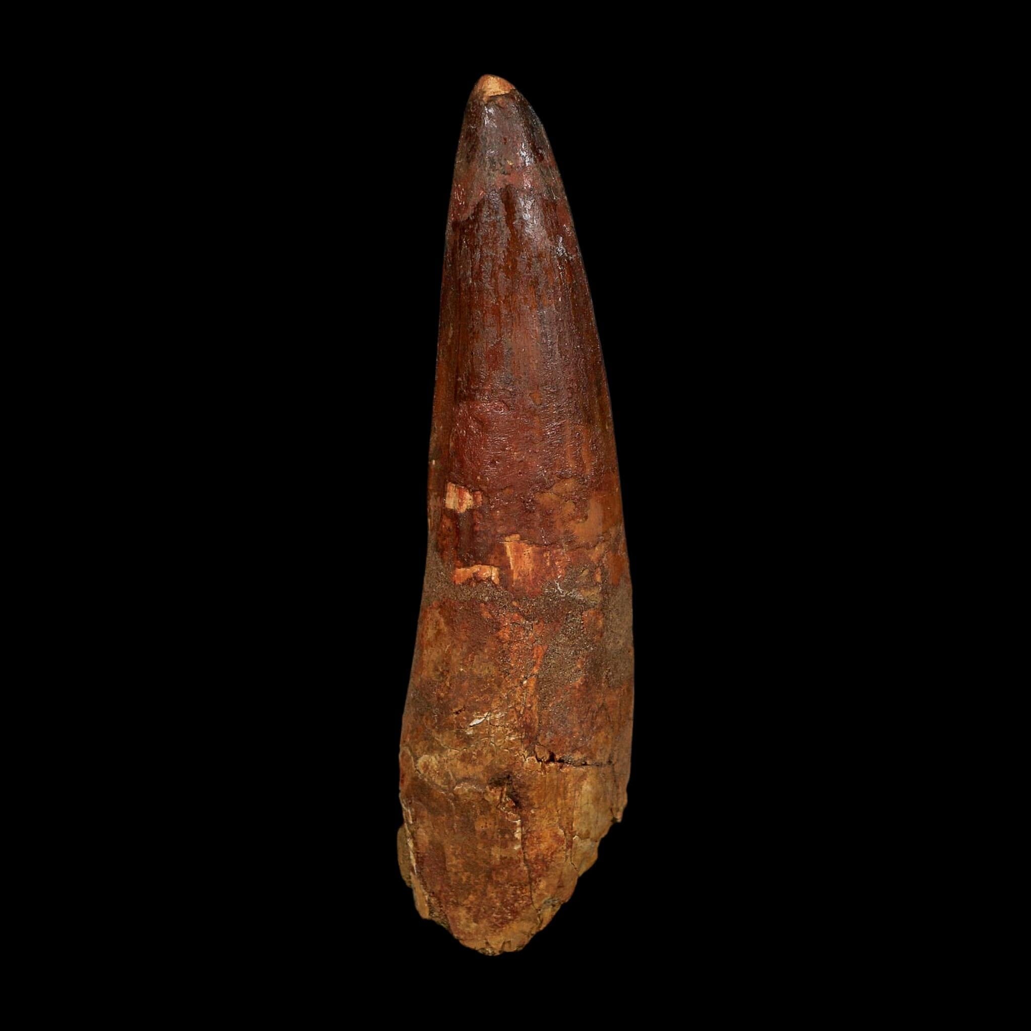 XL 4" Spinosaurus Fossil Tooth 100 Million Years Old Cretaceous Dinosaur COA