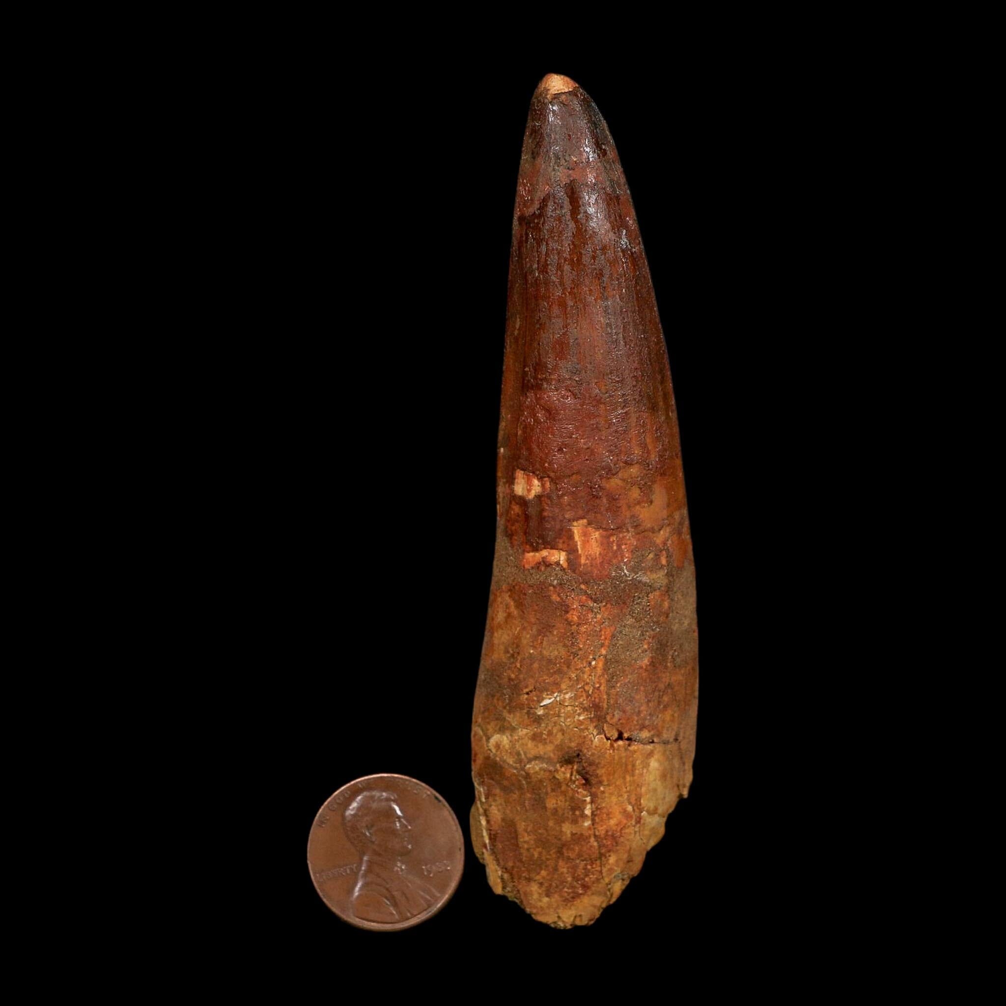 XL 4" Spinosaurus Fossil Tooth 100 Million Years Old Cretaceous Dinosaur COA