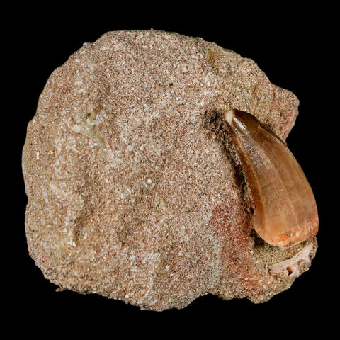 1.2" Mosasaur Baugei Fossil Tooth In Matrix Late Cretaceous Dinosaur Era COA - Fossil Age Minerals